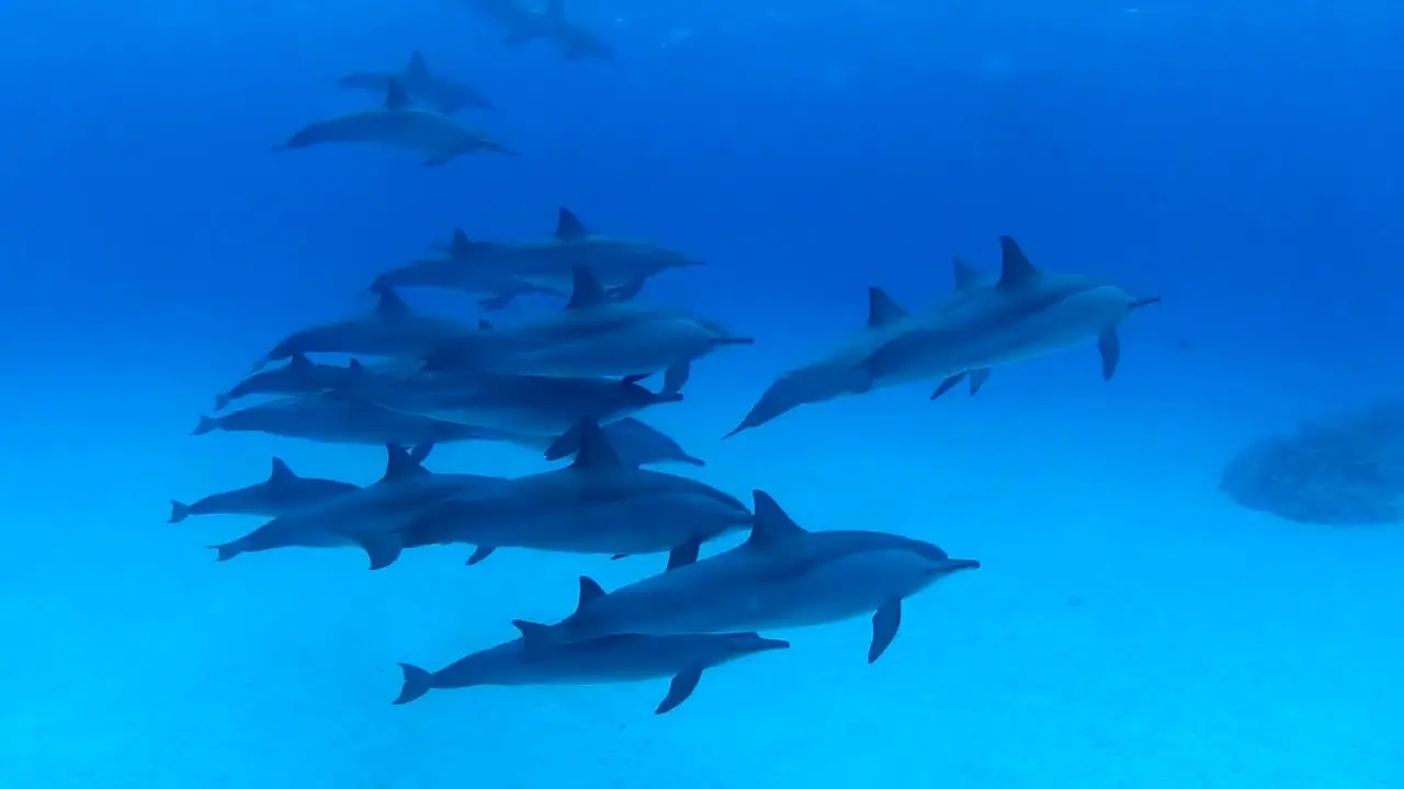 Snorkeling Trip to Sataya Dolphin Reef